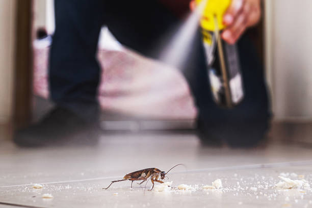 Wasp Removal Services in Airport, CA